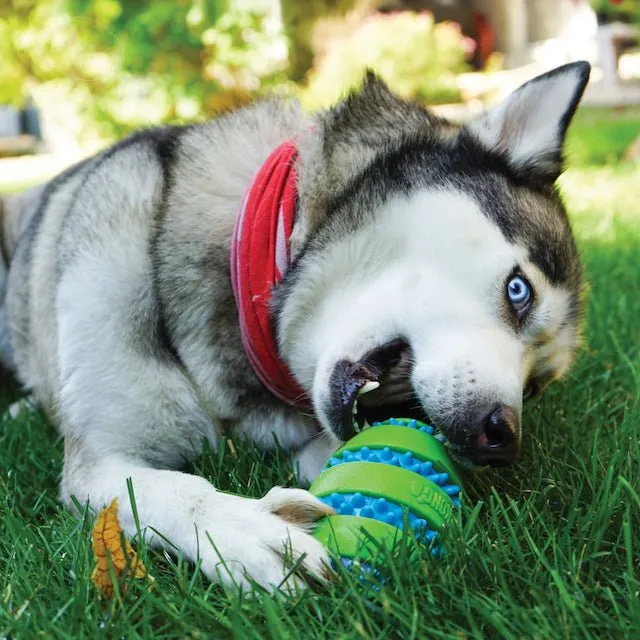 Kong Squeezz Goomz Football Dog Toy