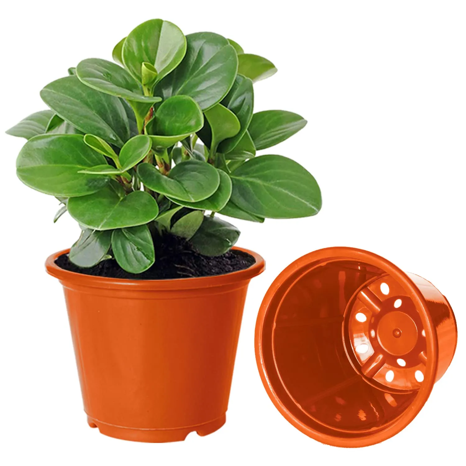 Kuber Industries Plastic Planters|Gamla|Flower Pots for Garden Nursery Home Décor,8"x6",Pack of 4 (Orange)